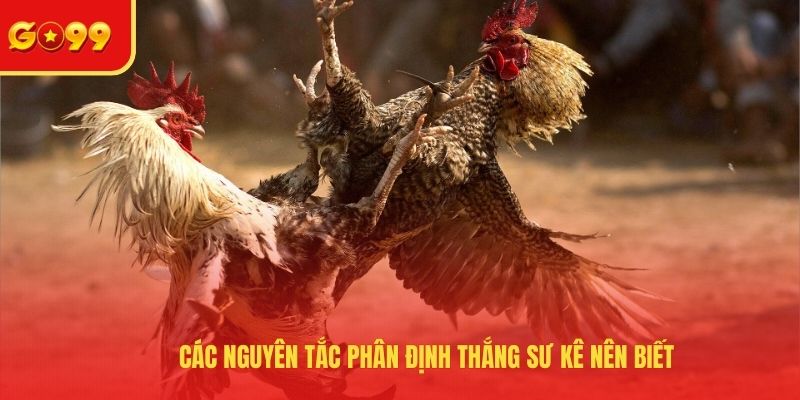 Đá Gà Thomo Hôm Nay Và Kênh Xem Các Cuộc Chiến Máu Lửa - FEXIN
