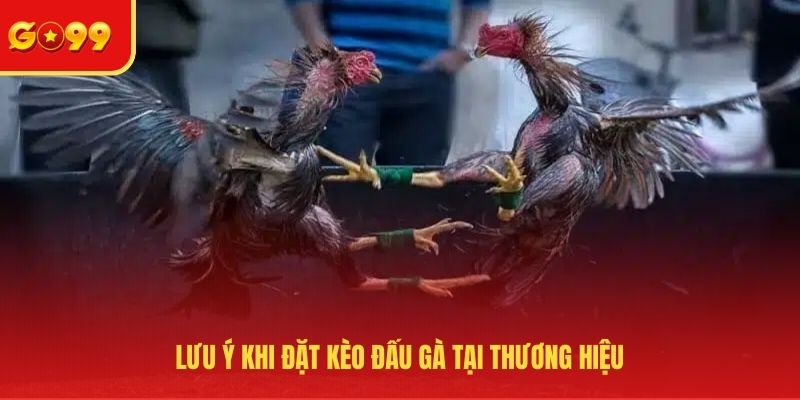 Cách Đặt Kèo Đá Gà Trực Tuyến - Thao Tác Cơ Bản Tại GO99 - FEXIN
