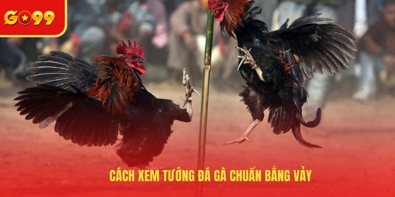 Cách Xem Tướng Đá Gà - Bật Mí Các Tips Nhận Biết Chiến Kê - FEXIN