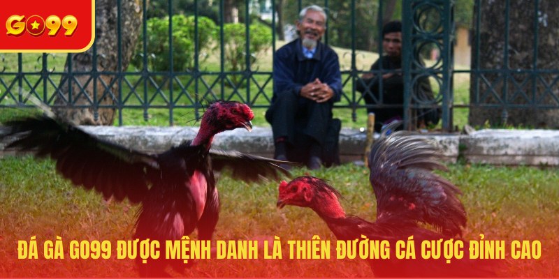 Đá Gà GO99 - Cuồng Nhiệt Tại Đấu Trường Sôi Động Nhất Hành Tinh - FEXIN