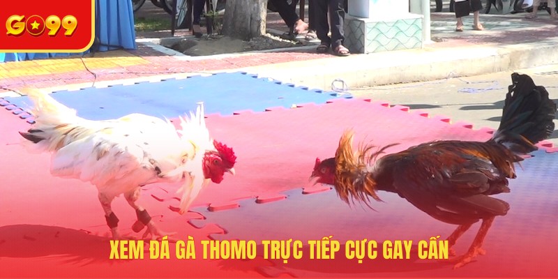 Đá Gà GO99 - Cuồng Nhiệt Tại Đấu Trường Sôi Động Nhất Hành Tinh - FEXIN