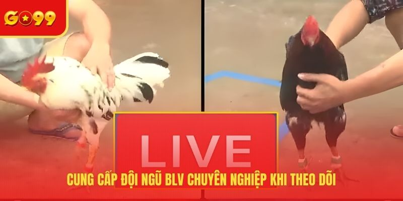 Trải Nghiệm Đá Gà Trực Tiếp Bình Luận Viên Hôm Nay Tại GO99 - FEXIN