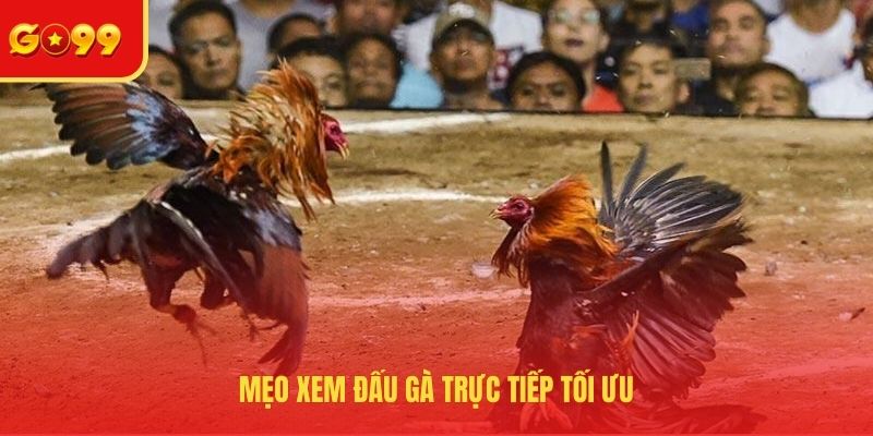 Trải Nghiệm Đá Gà Trực Tiếp Bình Luận Viên Hôm Nay Tại GO99 - FEXIN
