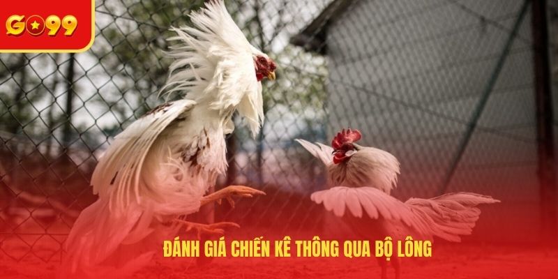 Cách Xem Tướng Đá Gà - Bật Mí Các Tips Nhận Biết Chiến Kê - FEXIN