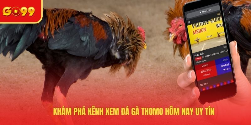 Đá Gà Thomo Hôm Nay Và Kênh Xem Các Cuộc Chiến Máu Lửa - FEXIN