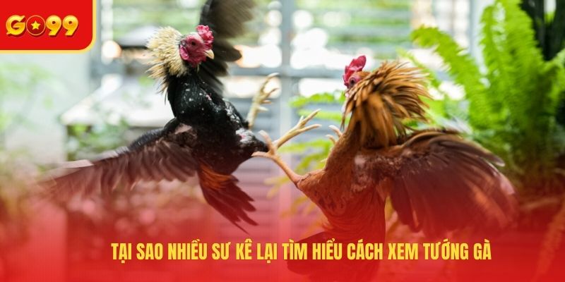 Cách Xem Tướng Đá Gà - Bật Mí Các Tips Nhận Biết Chiến Kê - FEXIN