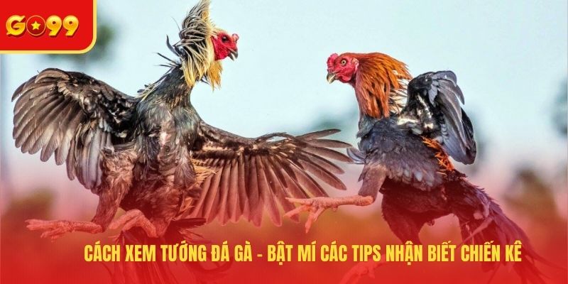 Cách Xem Tướng Đá Gà - Bật Mí Các Tips Nhận Biết Chiến Kê - FEXIN