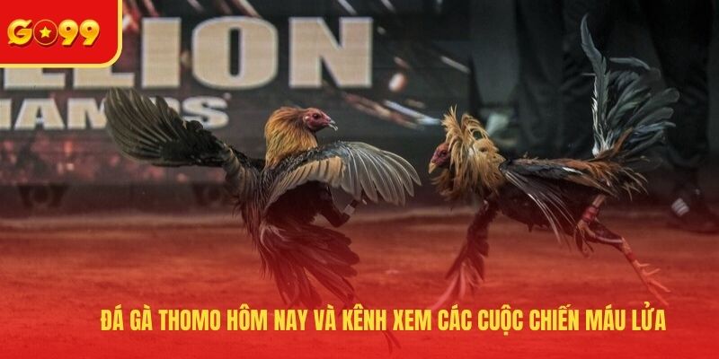 Đá Gà Thomo Hôm Nay Và Kênh Xem Các Cuộc Chiến Máu Lửa - FEXIN
